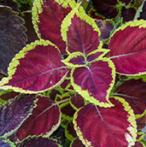 Coleus GlucoTonic's Ingredient
