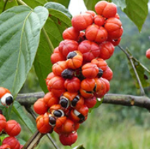 Guarana GlucoTonic's Ingredient